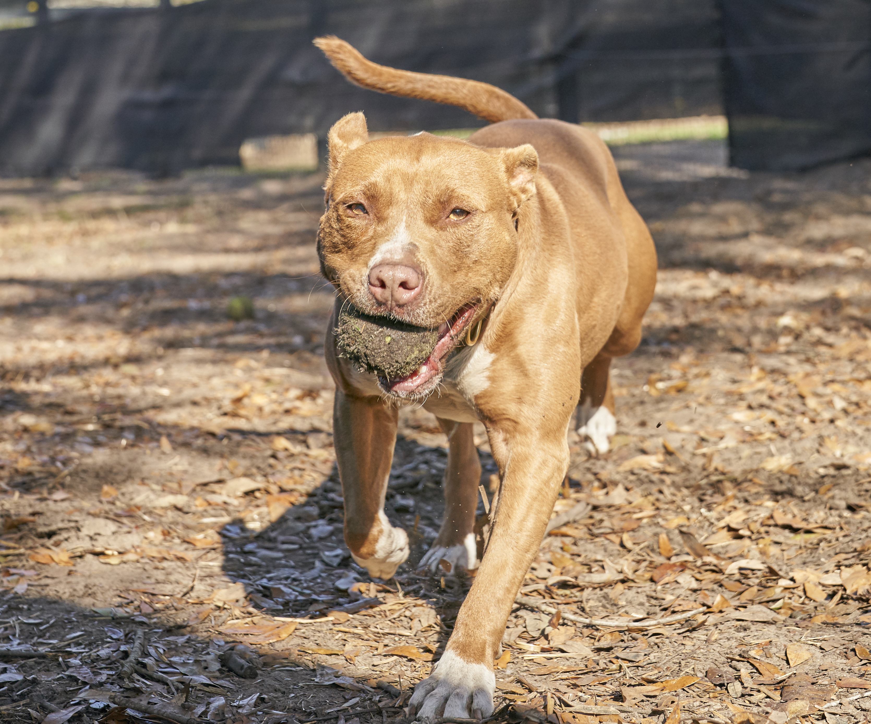 Chai, an adoptable American Staffordshire Terrier in Hollywood, SC, 29449 | Photo Image 4