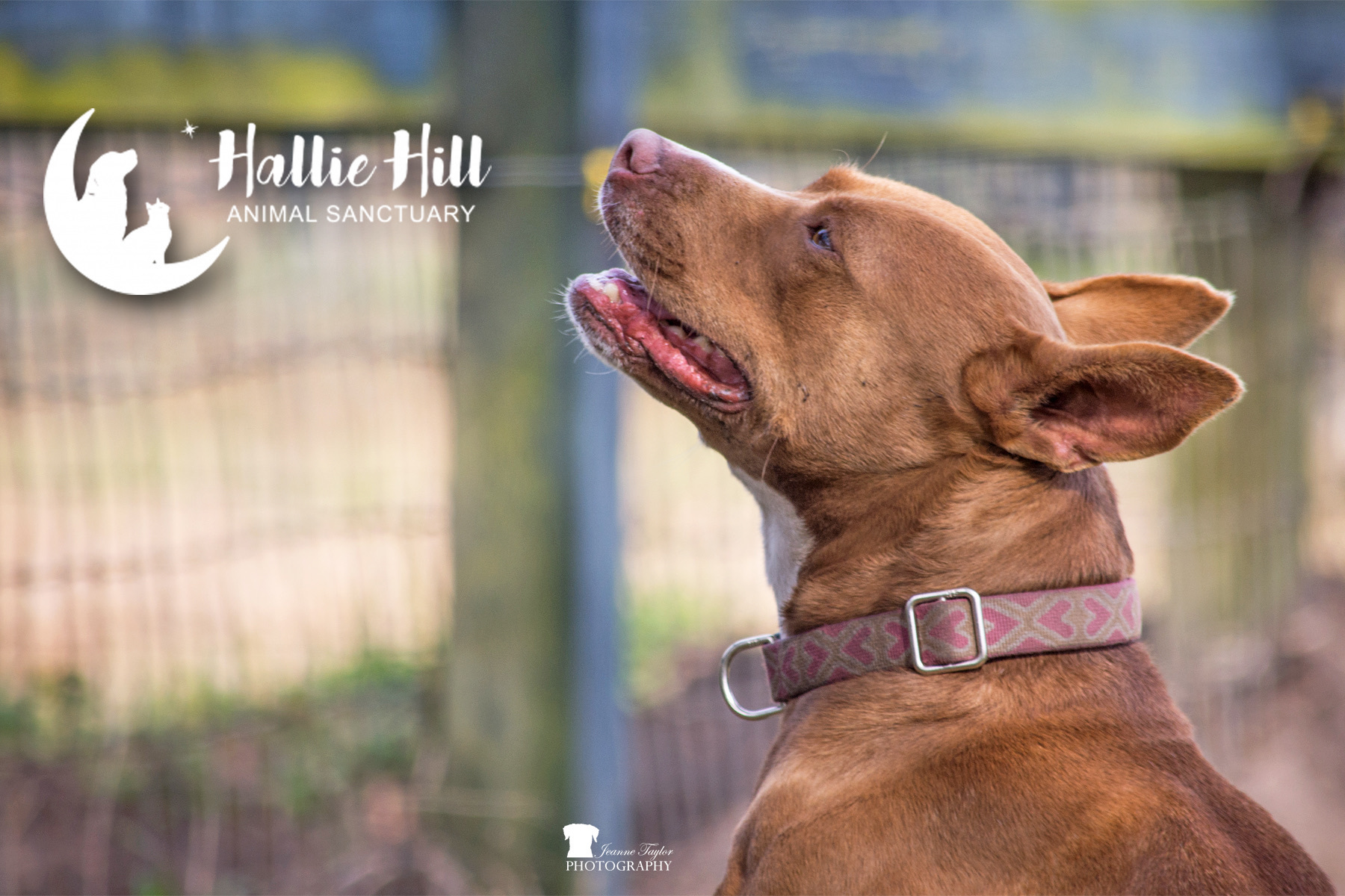 Chai, an adoptable American Staffordshire Terrier in Hollywood, SC, 29449 | Photo Image 5