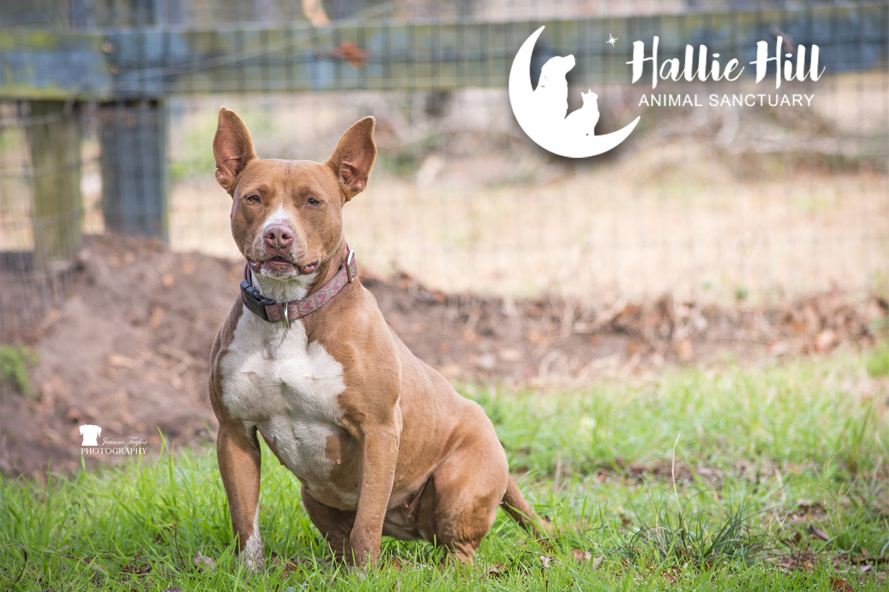 Chai, an adoptable American Staffordshire Terrier in Hollywood, SC, 29449 | Photo Image 6