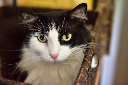 Aston, an adoptable Domestic Long Hair in Newport Beach, CA, 92658 | Photo Image 1