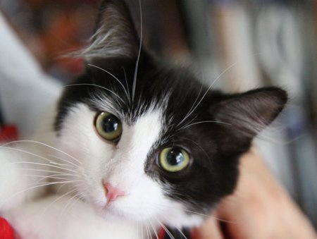 Aston, an adoptable Domestic Long Hair in Newport Beach, CA, 92658 | Photo Image 2