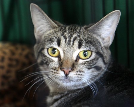 Foxy, an adoptable Domestic Short Hair, Tabby in Newport Beach, CA, 92658 | Photo Image 2