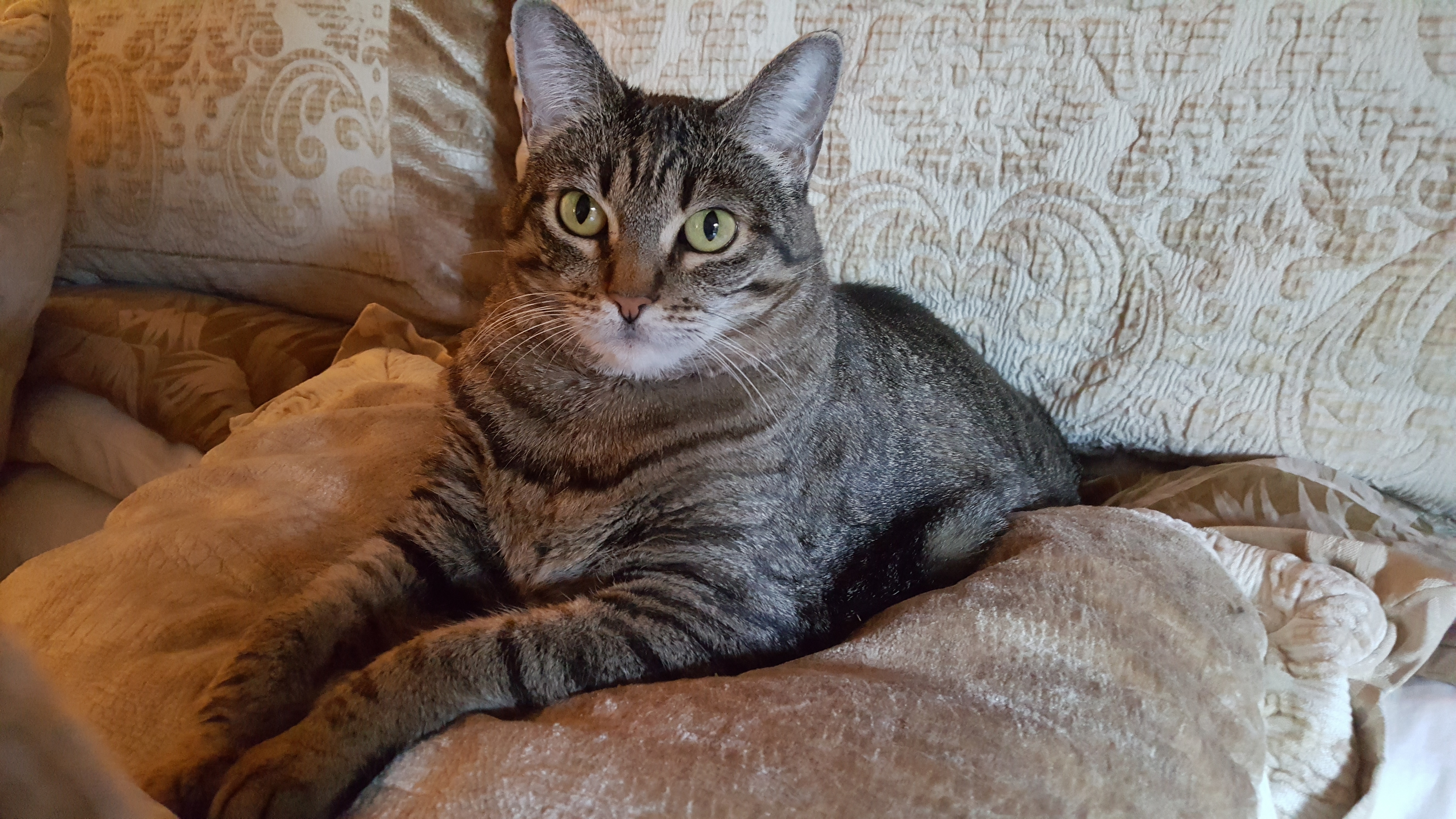 Foxy, an adoptable Domestic Short Hair, Tabby in Newport Beach, CA, 92658 | Photo Image 1