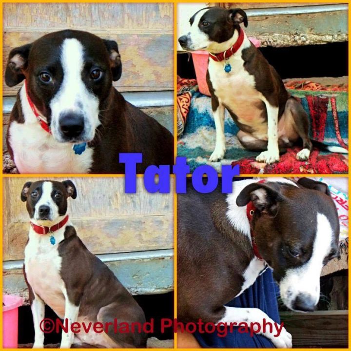 Dog For Adoption Tator A Labrador Retriever Boston Terrier Mix In Preston Ok Petfinder