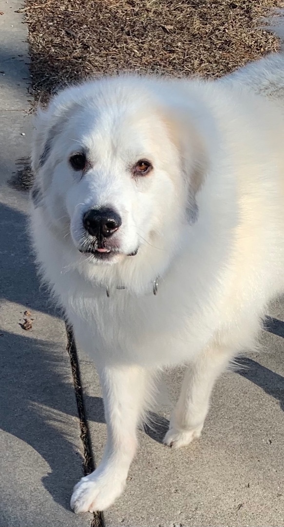 Disney, an adoptable Great Pyrenees in Bloomington, IL, 61704 | Photo Image 1