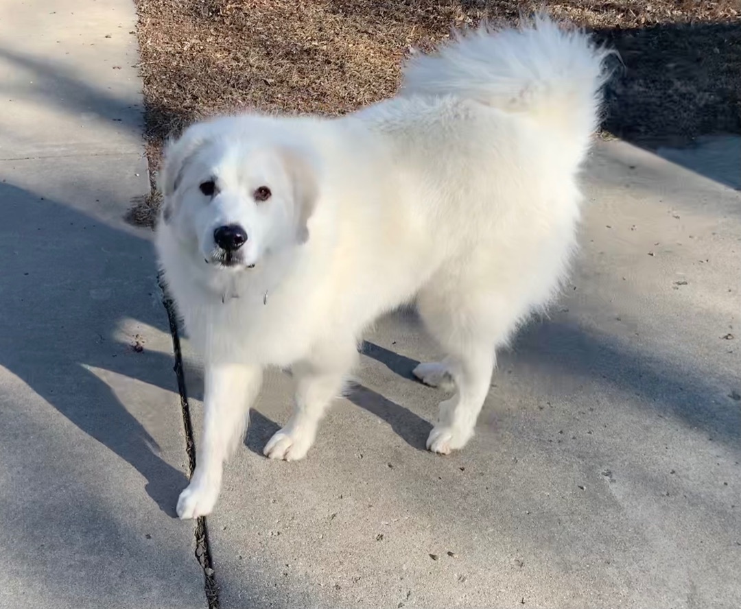 Disney, an adoptable Great Pyrenees in Bloomington, IL, 61704 | Photo Image 2