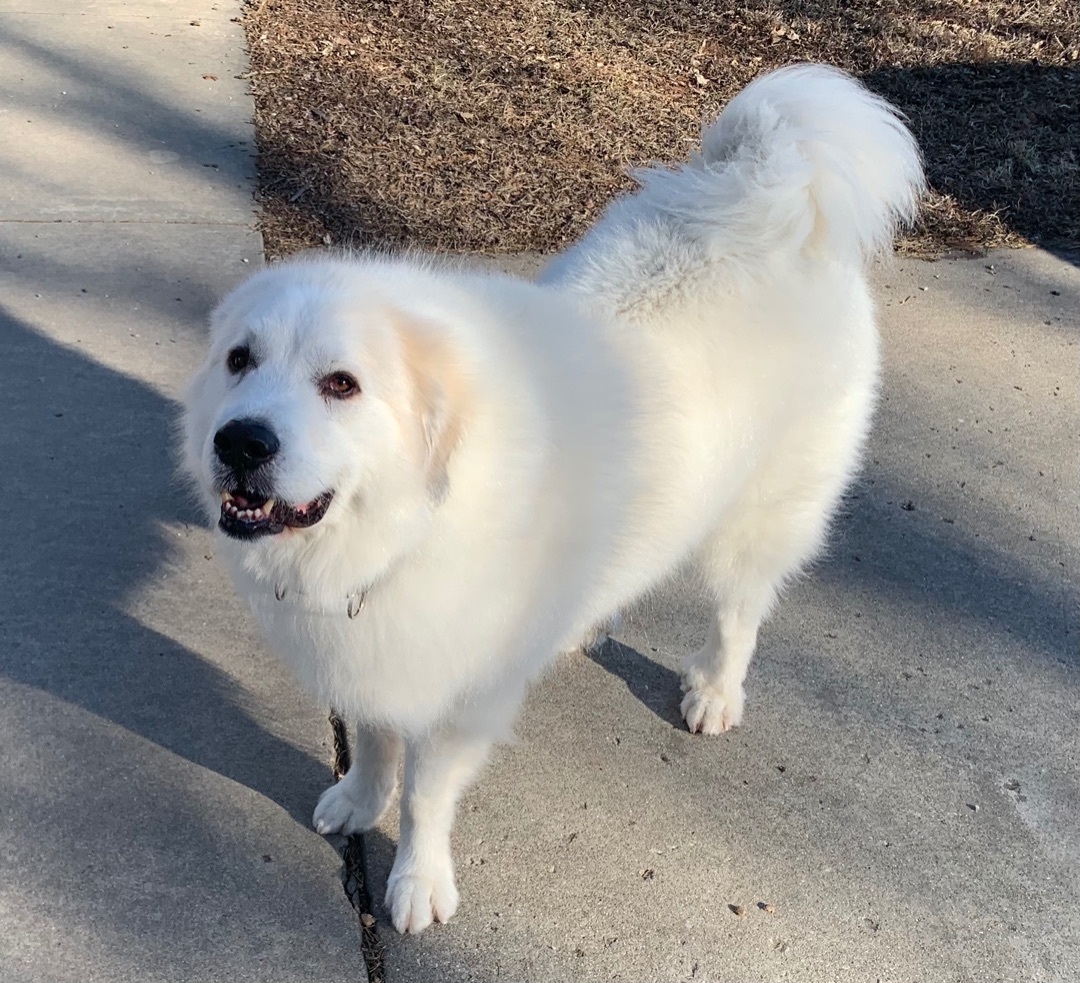 Disney, an adoptable Great Pyrenees in Bloomington, IL, 61704 | Photo Image 3