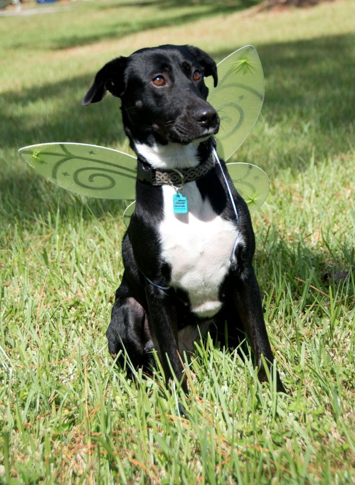 Storm, an adopted Black Labrador Retriever Mix in Lake Worth, FL_image-1