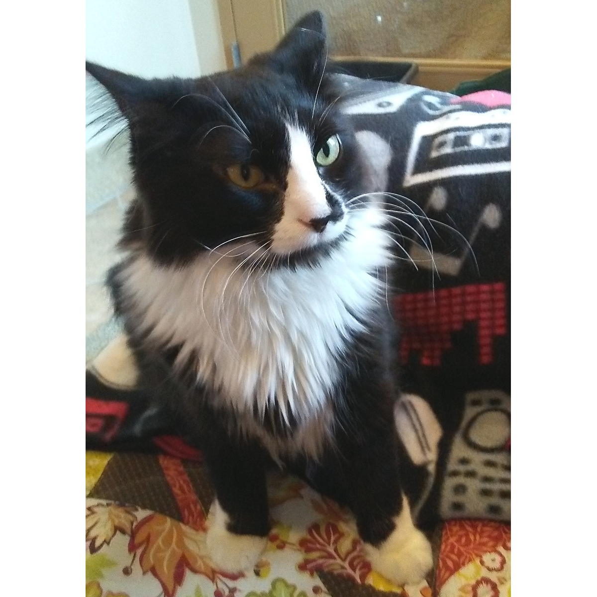Beamer, an adoptable Domestic Long Hair in Arlington Heights, IL, 60006 | Photo Image 2