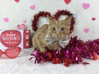 Freddie, an adoptable Domestic Short Hair in Carthage, NC, 28327 | Photo Image 1