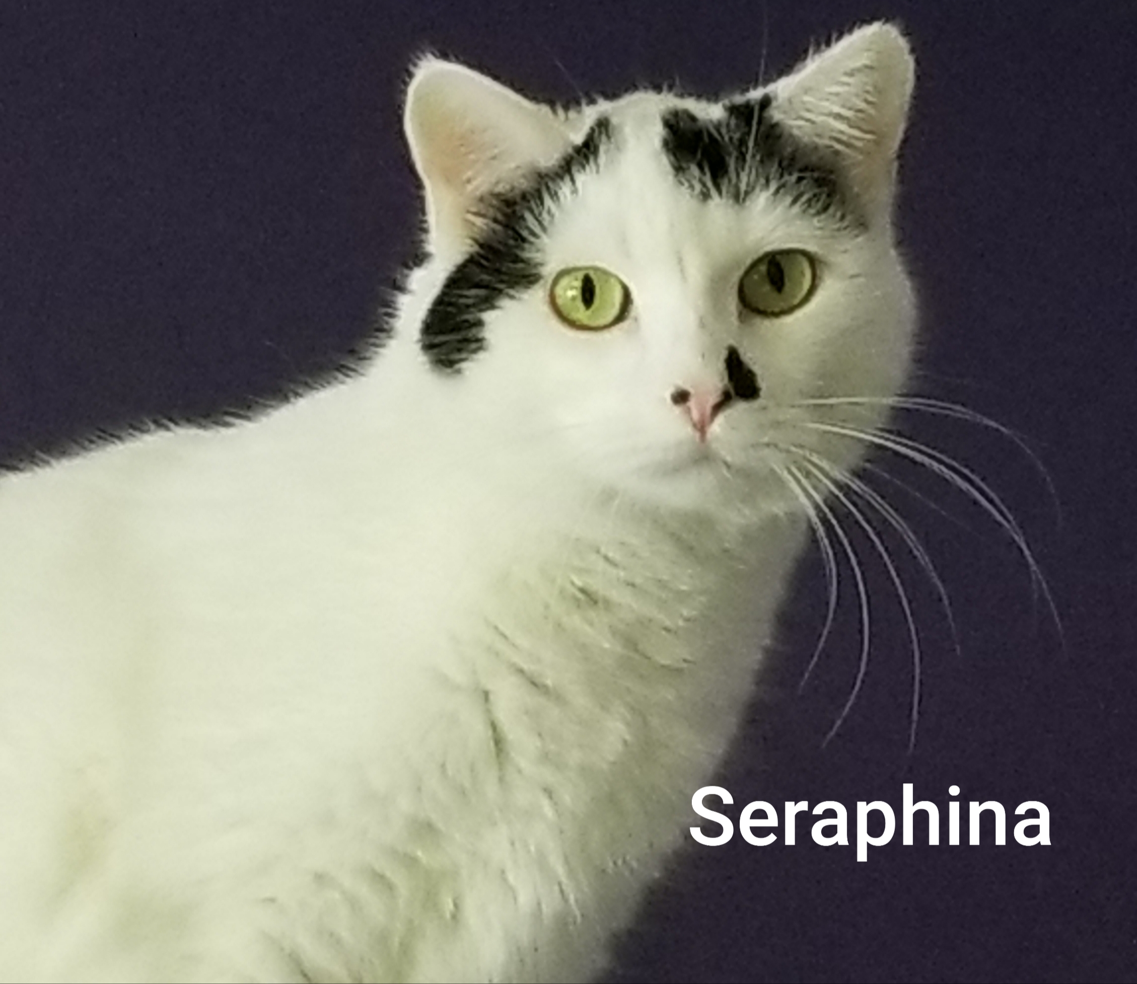 Seraphina, an adoptable Domestic Short Hair in Mazon, IL, 60444 | Photo Image 1