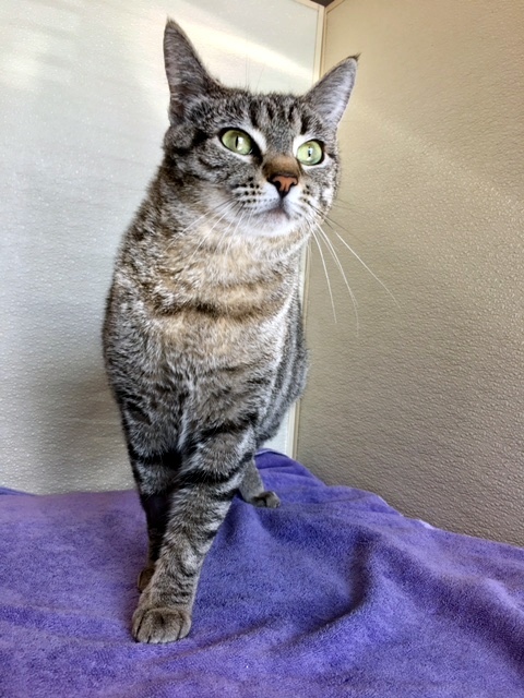 Mindie, an adoptable Domestic Short Hair in Las Vegas, NV, 89101 | Photo Image 2