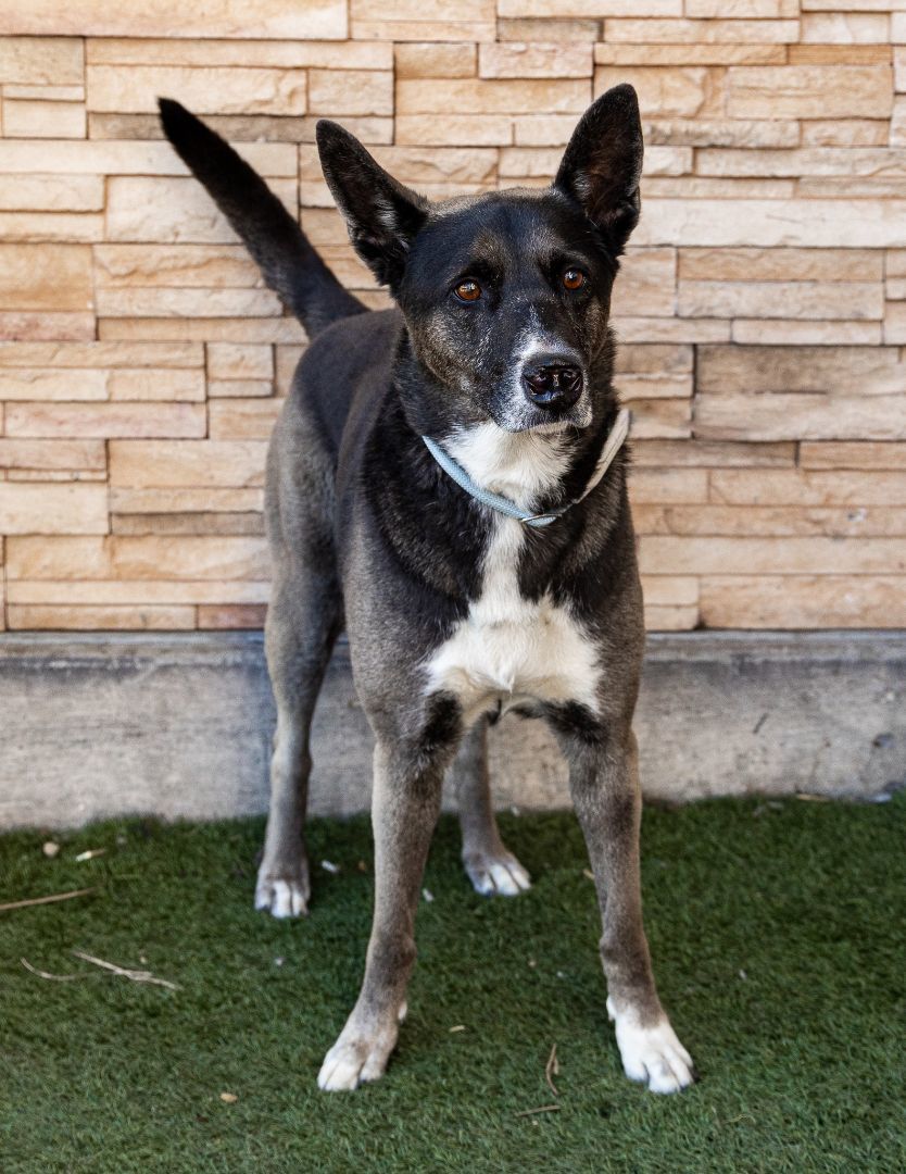 Vivian aka Juno, an adoptable Husky, Shepherd in Las Vegas, NV, 89136 | Photo Image 2