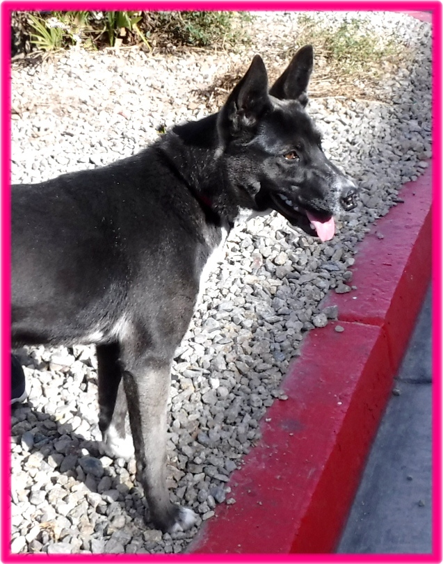 Vivian aka Juno, an adoptable Husky, Shepherd in Las Vegas, NV, 89136 | Photo Image 3