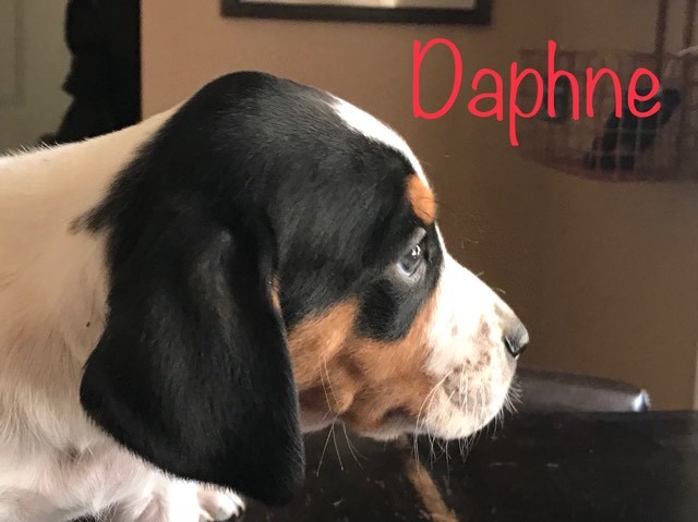 Daphne 3