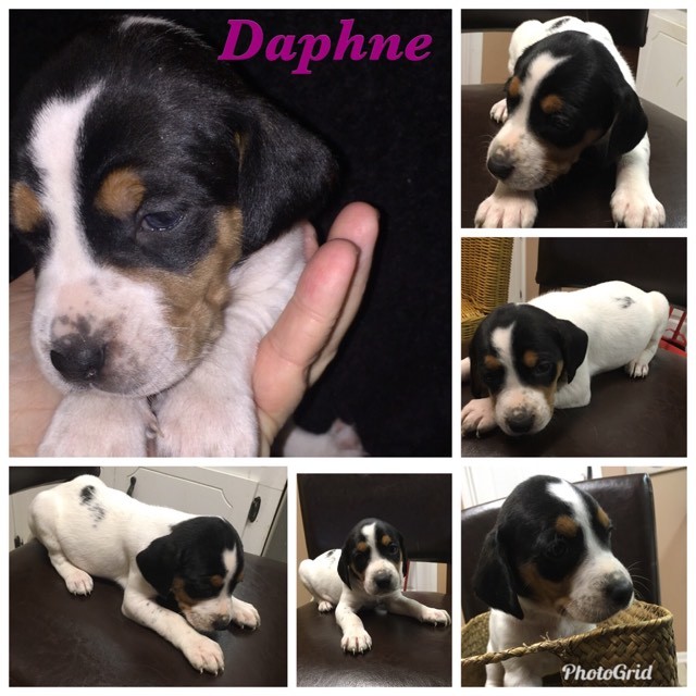 Daphne 5