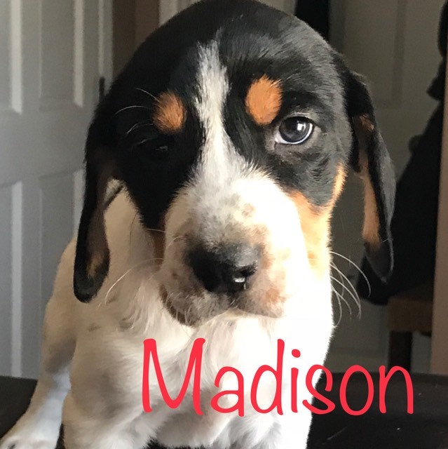 Madison 5