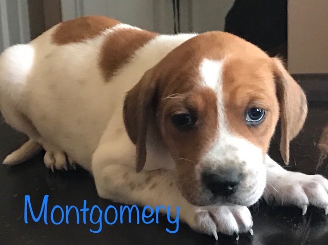 Montgomery 4