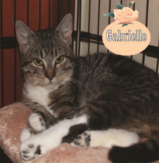Gabrielle, an adoptable Domestic Short Hair in Williamsport, MD, 21795 | Photo Image 1
