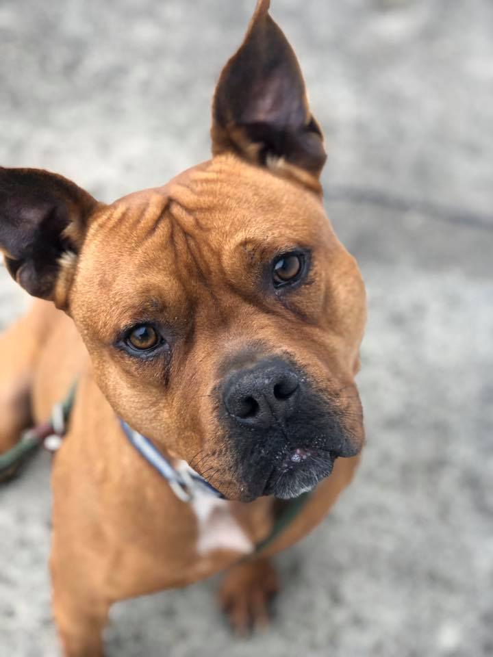 Ned, an adoptable Terrier Mix in Lake Odessa, MI