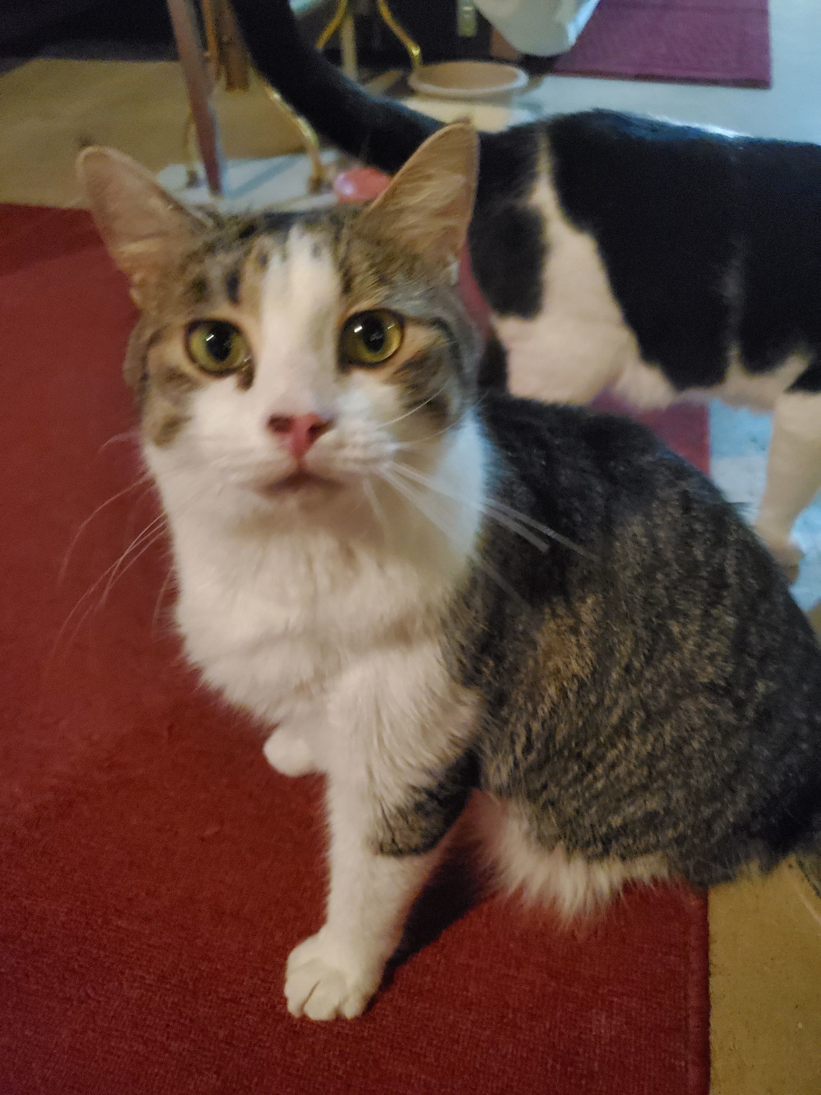 Frankie-Courtesy Post!, an adoptable Tabby, Domestic Short Hair in Spring City, PA, 19475 | Photo Image 1