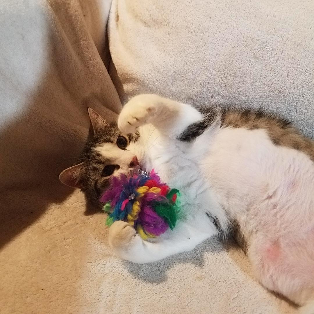 Frankie-Courtesy Post!, an adoptable Tabby, Domestic Short Hair in Spring City, PA, 19475 | Photo Image 2