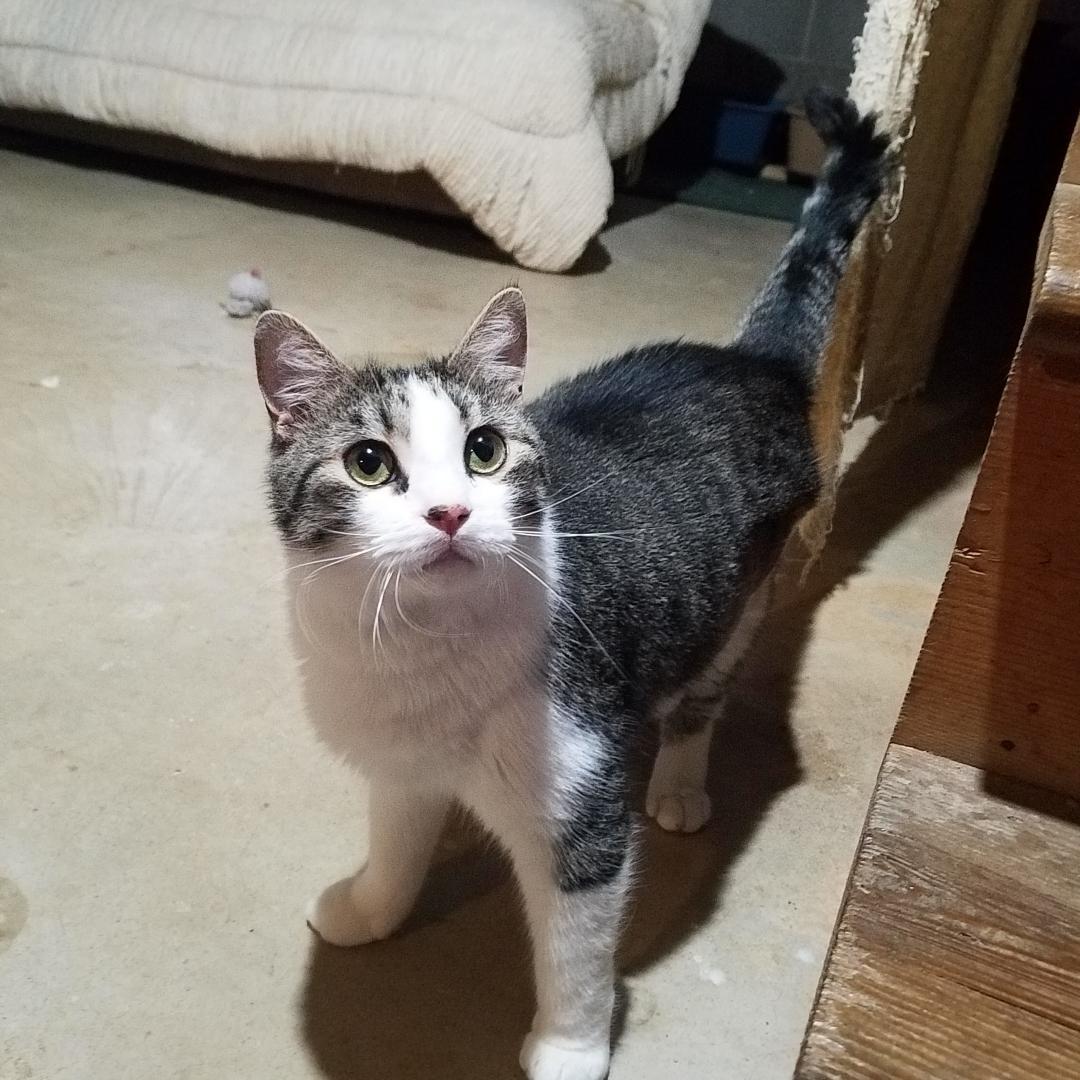 Frankie-Courtesy Post!, an adoptable Tabby, Domestic Short Hair in Spring City, PA, 19475 | Photo Image 3
