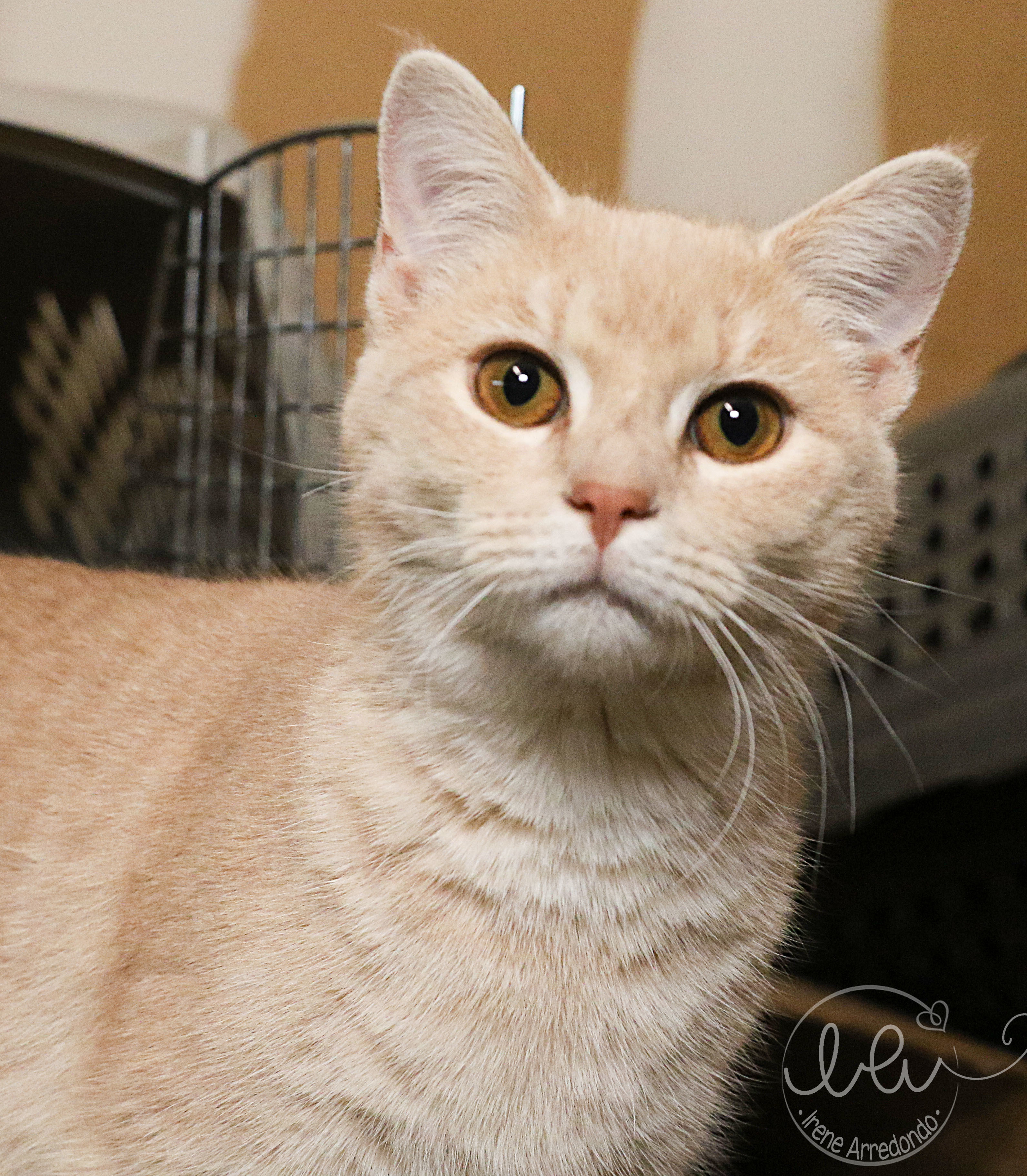 Chai, an adoptable Tabby in Charlotte, NC, 28215 | Photo Image 2