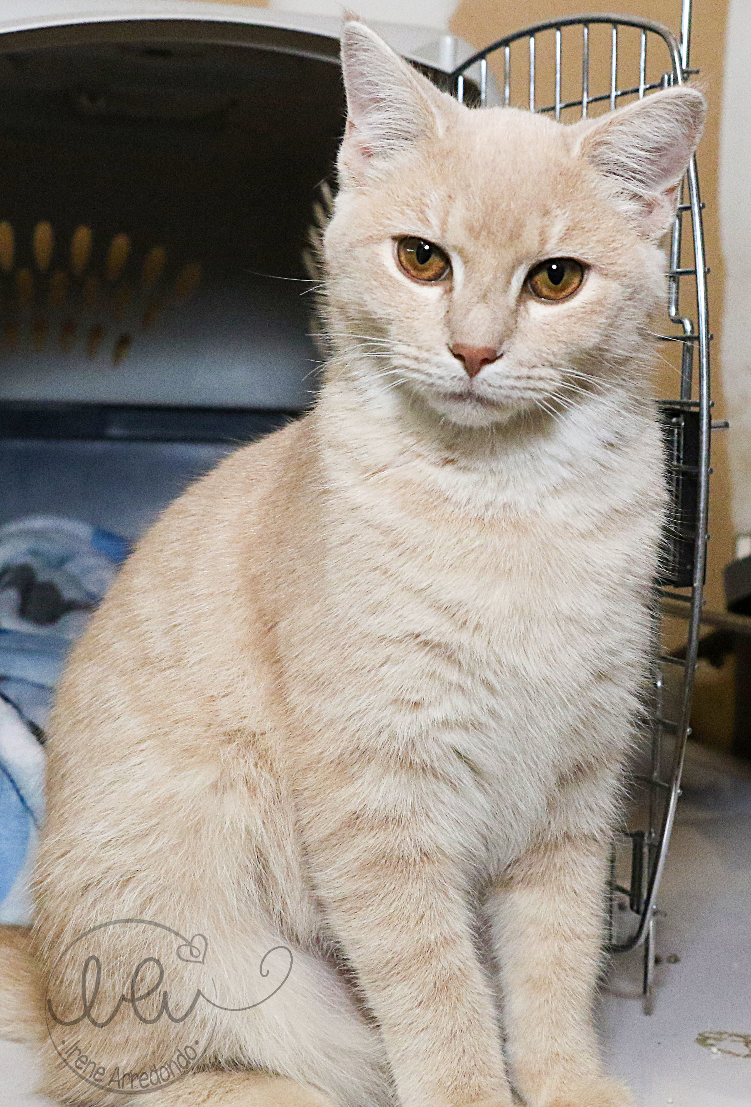 Chai, an adoptable Tabby in Charlotte, NC, 28215 | Photo Image 5