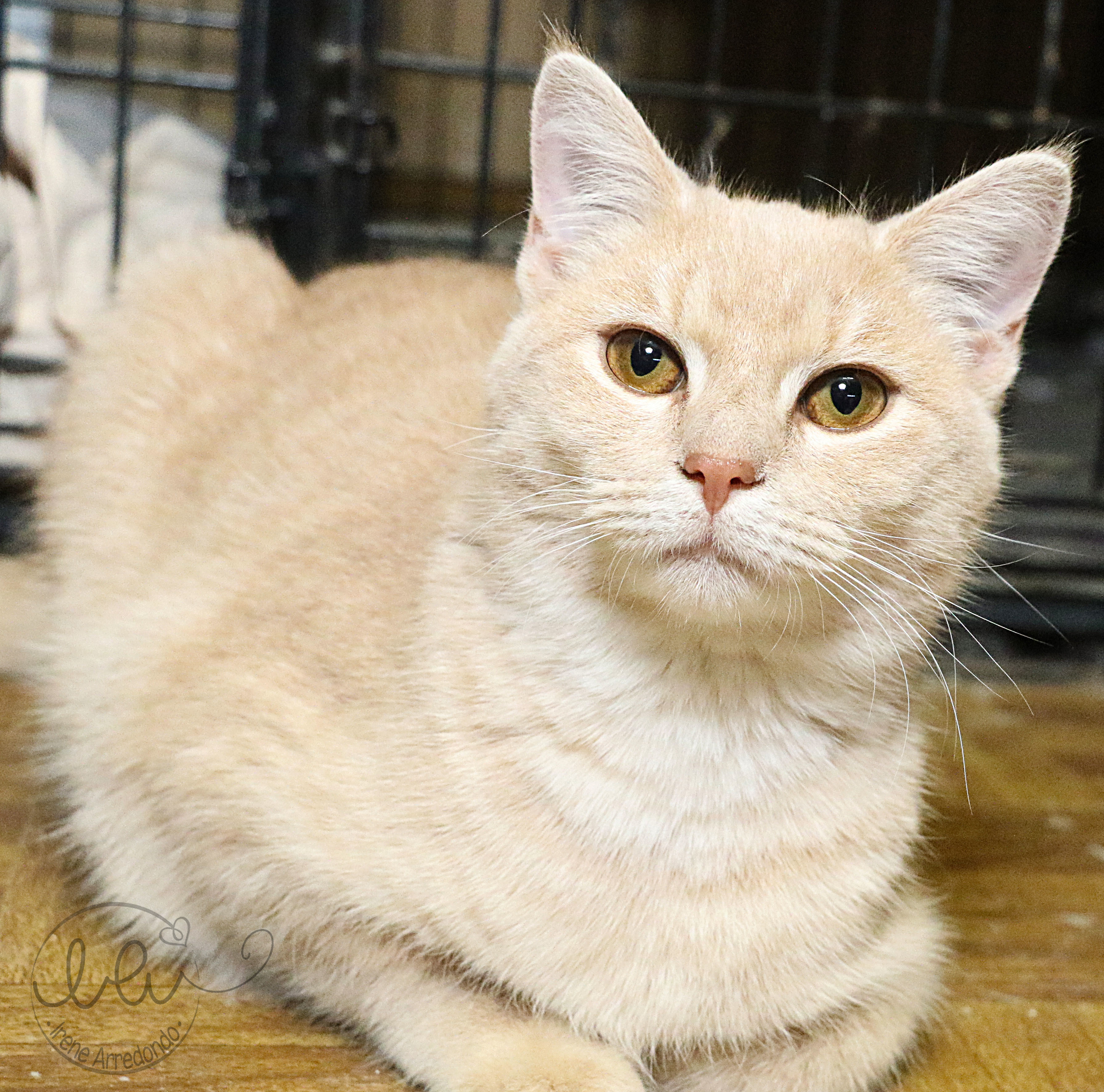 Chai, an adoptable Tabby in Charlotte, NC, 28215 | Photo Image 7