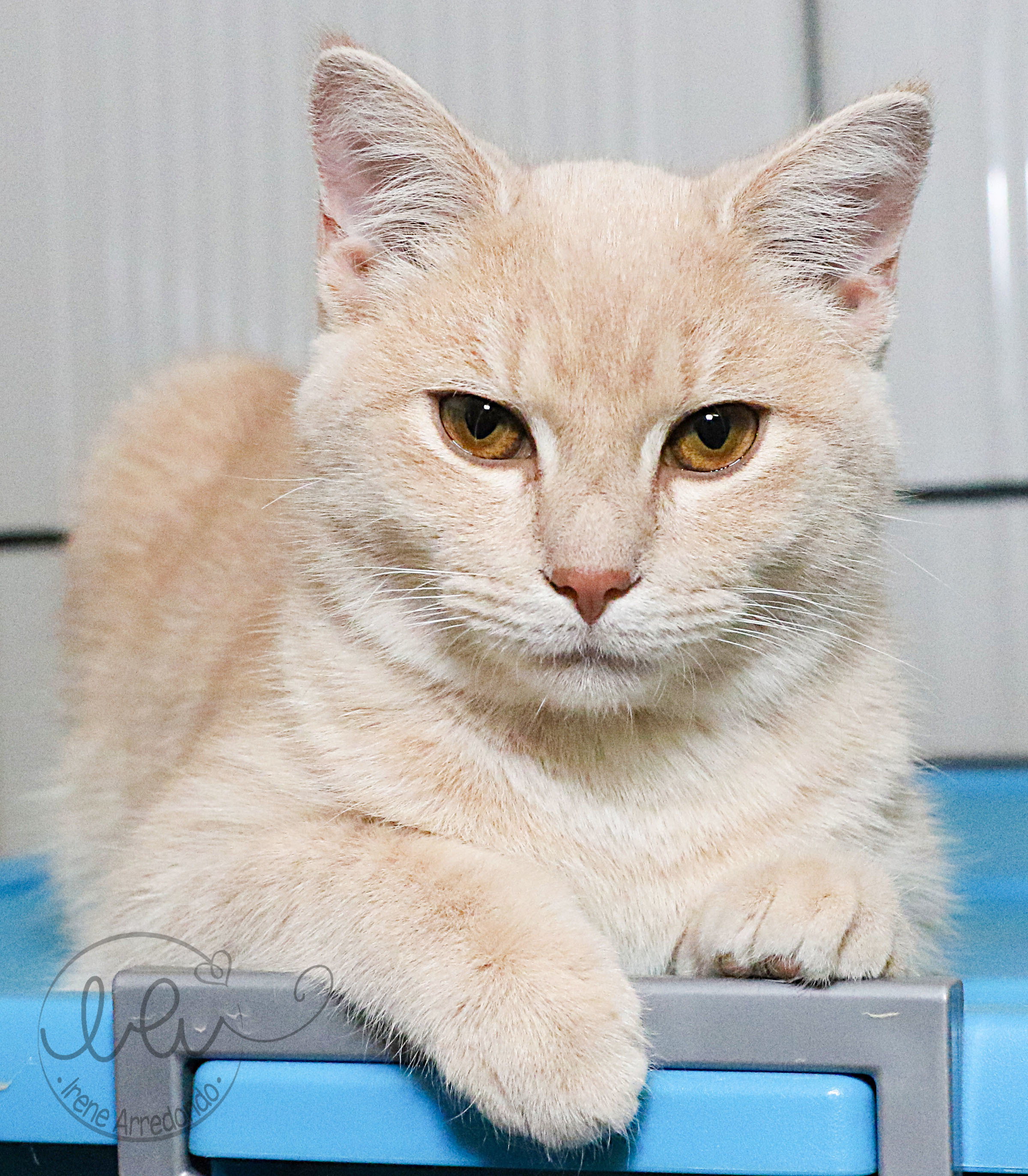 Chai, an adoptable Tabby in Charlotte, NC, 28215 | Photo Image 8