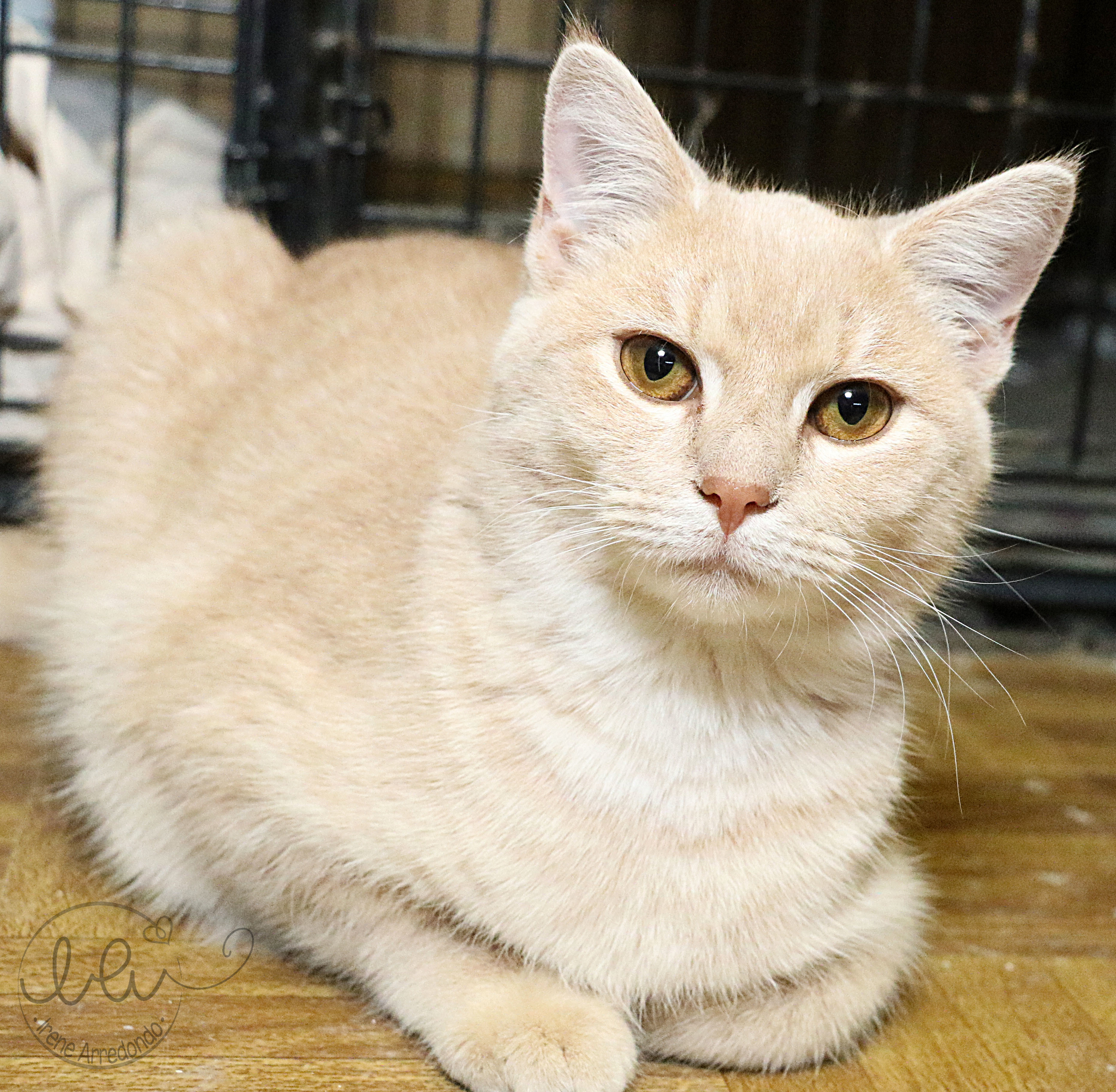 Chai, an adoptable Tabby in Charlotte, NC, 28215 | Photo Image 6