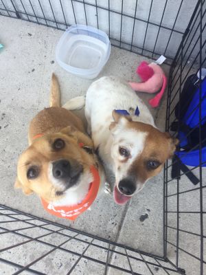 Casey and Rusty (Bonded Pair)