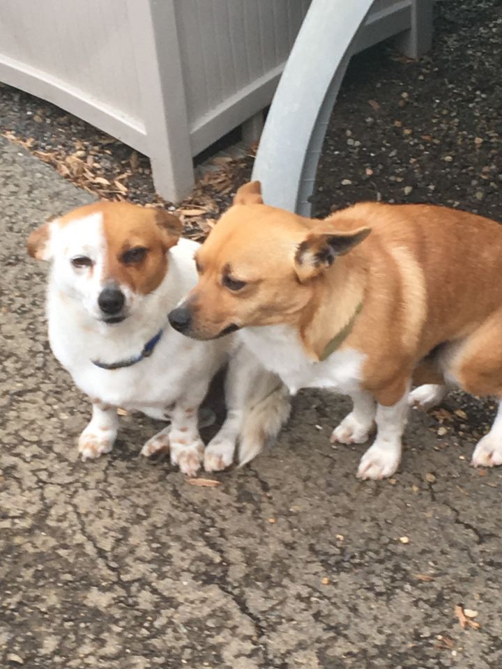 Casey and Rusty (Bonded Pair) 2