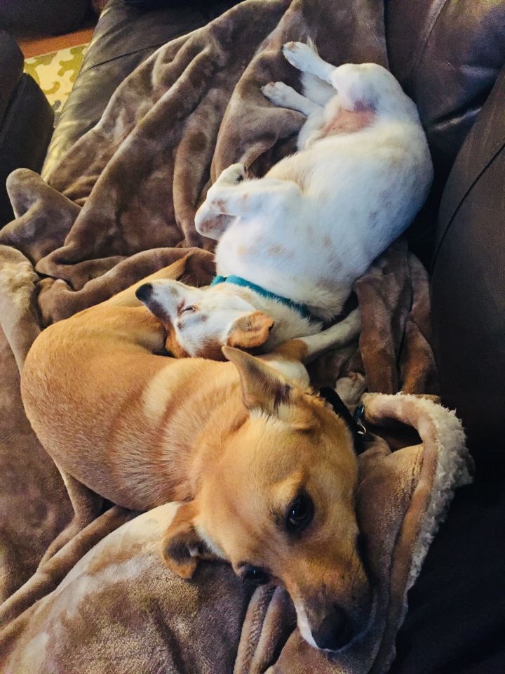 Casey and Rusty (Bonded Pair) 3