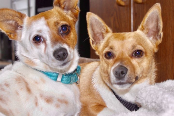 Casey and Rusty (Bonded Pair) 4