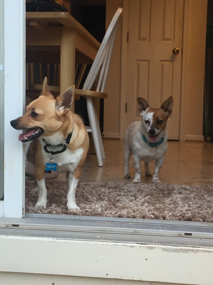 Casey and Rusty (Bonded Pair) 5