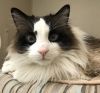 petfinder ragdoll