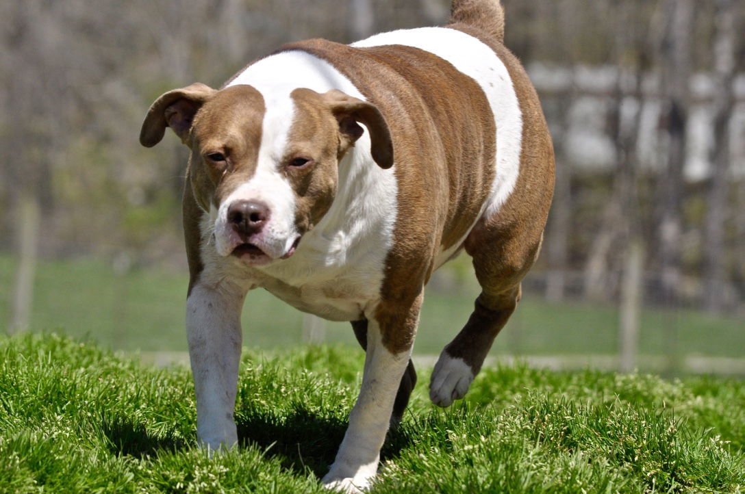 Frasier, an adoptable Pit Bull Terrier in Poland, IN, 47868 | Photo Image 1