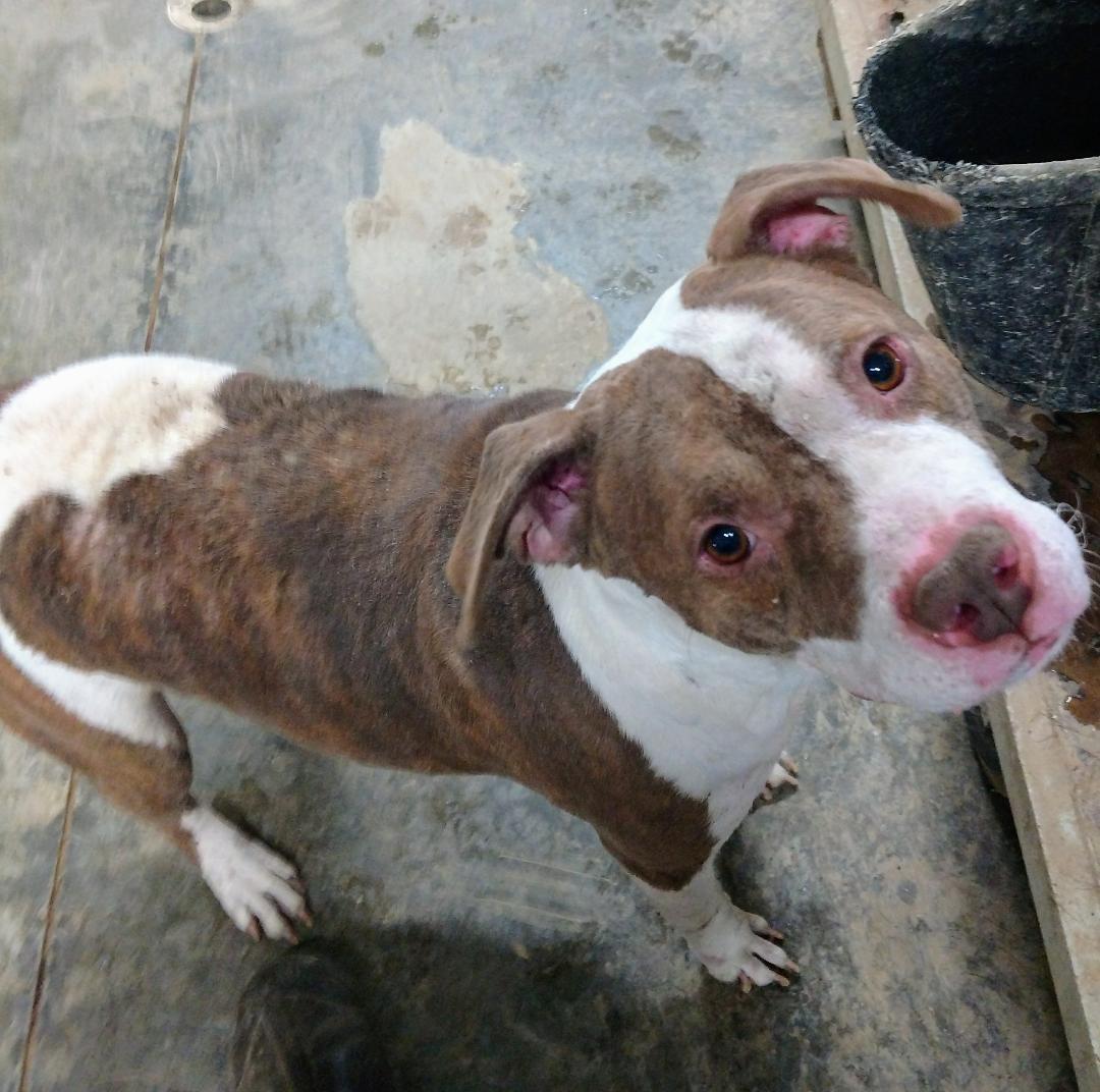 Frasier, an adoptable Pit Bull Terrier in Poland, IN, 47868 | Photo Image 2