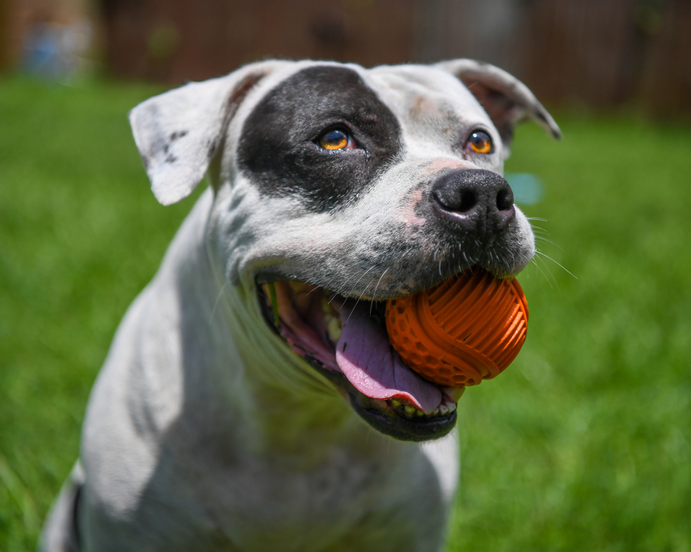 Barry, an adoptable American Bulldog, Boxer in Ladson, SC, 29456 | Photo Image 1