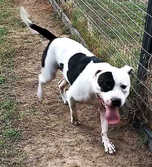 Barry, an adoptable American Bulldog, Boxer in Ladson, SC, 29456 | Photo Image 2