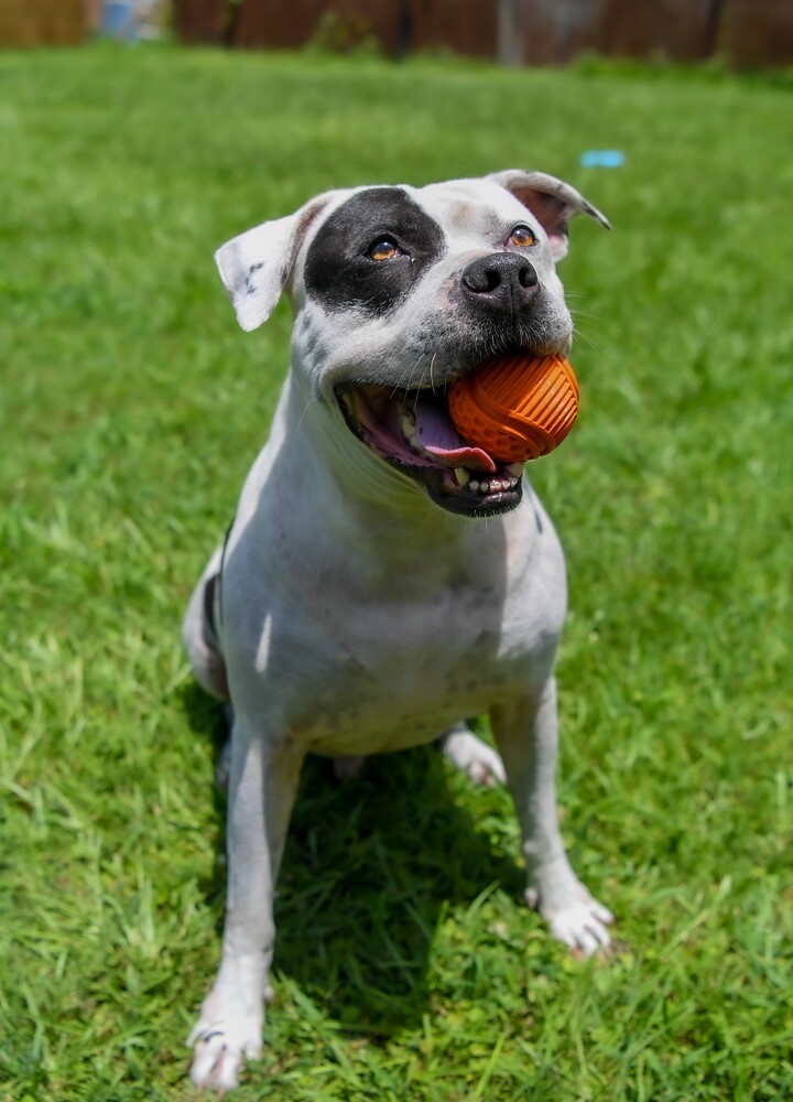 Barry, an adoptable American Bulldog, Boxer in Ladson, SC, 29456 | Photo Image 3