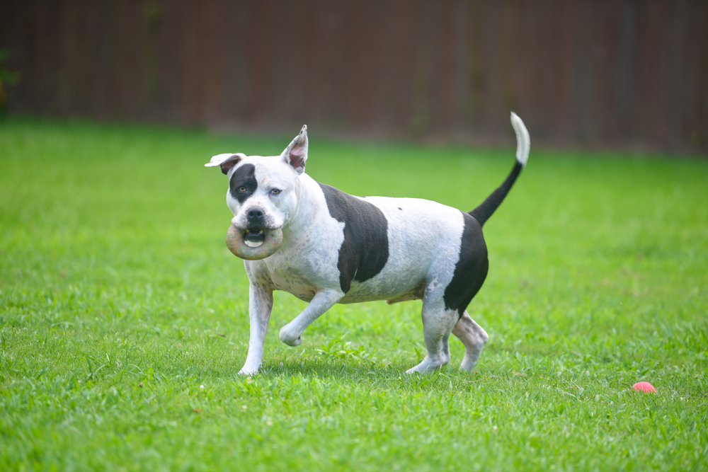 Barry, an adoptable American Bulldog, Boxer in Ladson, SC, 29456 | Photo Image 4