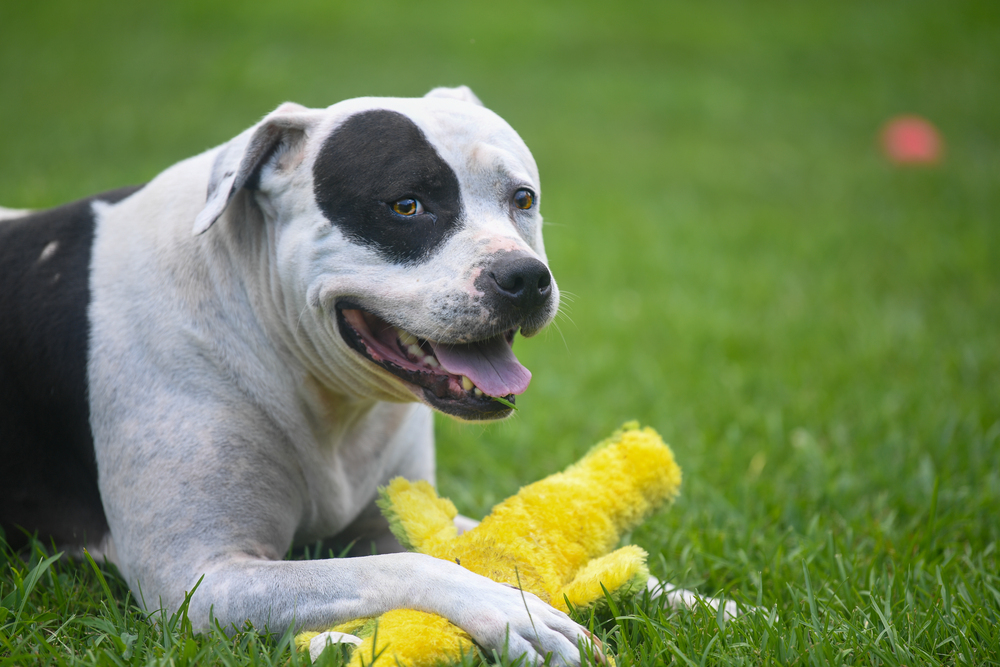 Barry, an adoptable American Bulldog, Boxer in Ladson, SC, 29456 | Photo Image 5