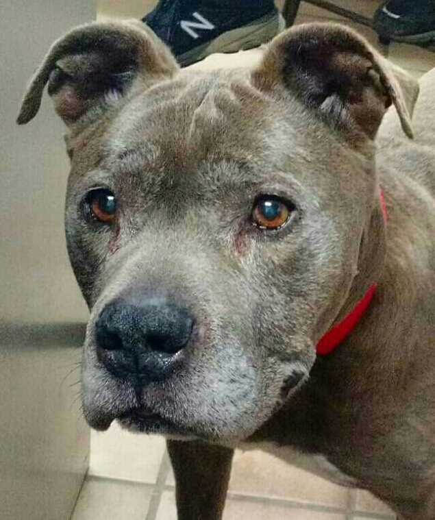 SAL - Older Gentleman!, an adopted Pit Bull Terrier Mix in Edison, NJ_image-5