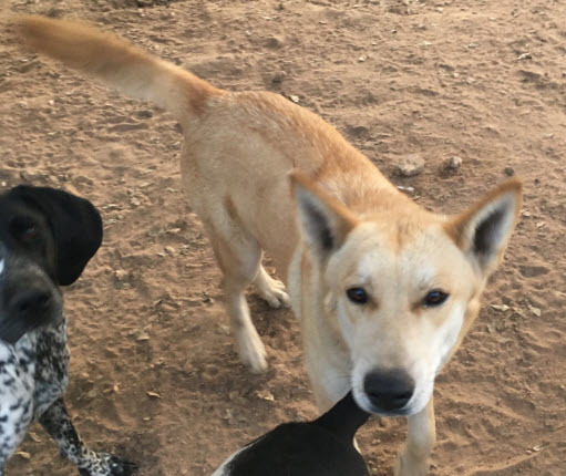 Buttercup, an adoptable Husky in Oakhurst, CA, 93644 | Photo Image 1