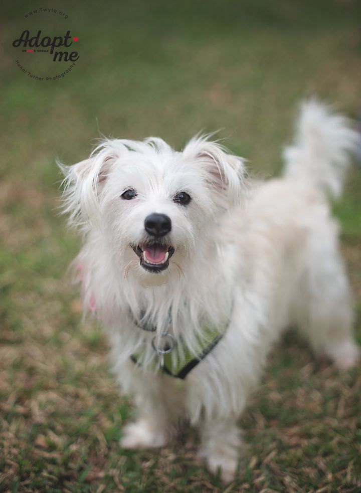 Pelusa, an adopted Maltese & Pomeranian Mix in Kingwood, TX_image-3