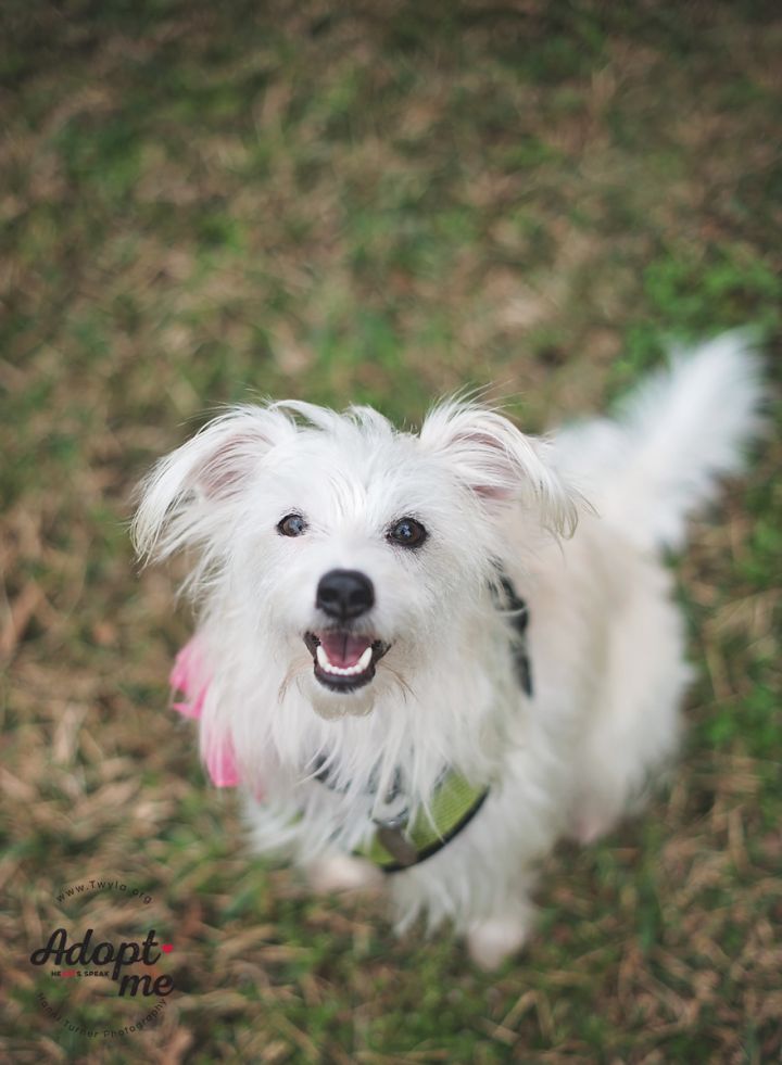 Pelusa, an adopted Maltese & Pomeranian Mix in Kingwood, TX_image-4