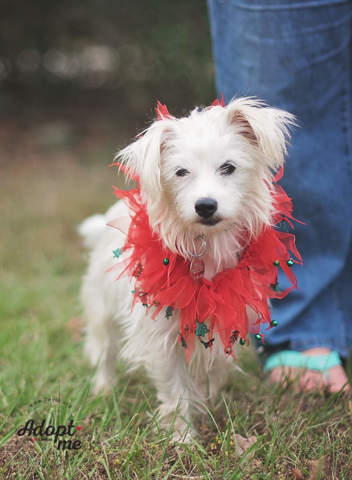 Pelusa, an adopted Maltese & Pomeranian Mix in Kingwood, TX_image-5